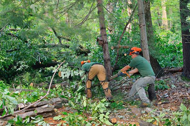 How Our Tree Care Process Works  in  Lake Katrine, NY