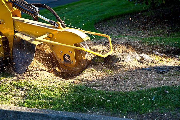 Artificial Turf Installation in Lake Katrine, NY